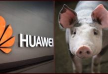 Huawei Starts Pig Farming