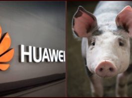 Huawei Starts Pig Farming