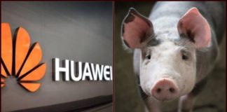 Huawei Starts Pig Farming