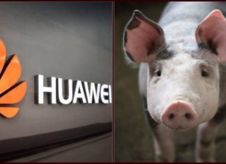 Huawei Starts Pig Farming