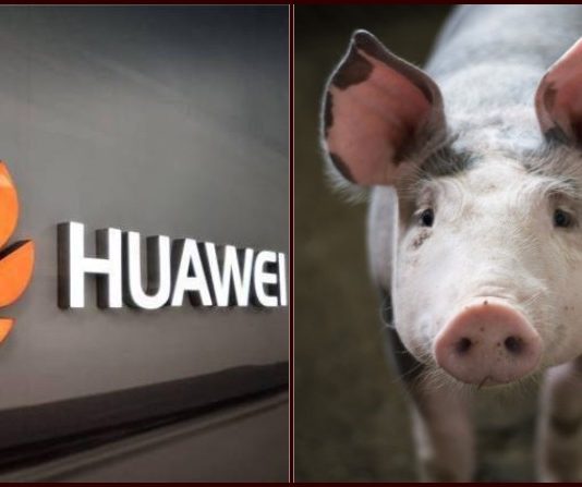 Huawei Starts Pig Farming