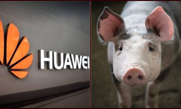 Huawei Starts Pig Farming